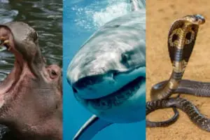 ワニやサメと…世界で起きた「アニマル衝撃事件10選」